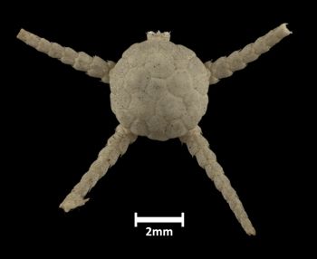Media type: image;   Invertebrate Zoology OPH-3487 Description: Top of brittle star with a view of the disc.;  Aspect: dorsal